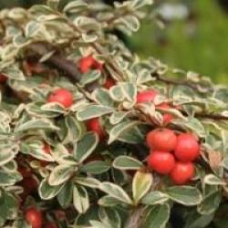 Cotoneaster x suecicus 'Juliette' - Cotoneaster Juliette