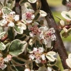 Cotoneaster x suecicus 'Juliette'