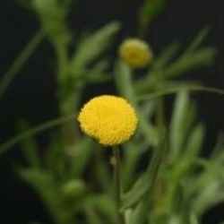 Cotula coronopifolia
