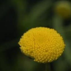 Cotula coronopifolia