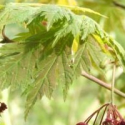 Acer japonicum 'Aconitifolium'