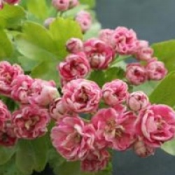 Aub�pine � fleurs rouges