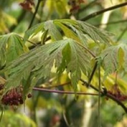 Acer japonicum 'Aconitifolium'