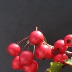 Crataegus laevigata 'Gireoudii' - Aub�pine � fleurs Gireoudi