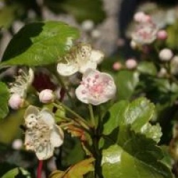 Crataegus laevigata 'Gireoudii'