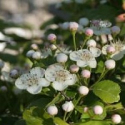 Crataegus laevigata 'Gireoudii'