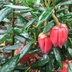 Crinodendron hookerianum