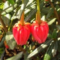 Crinodendron hookerianum