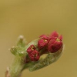 Acer japonicum 'Aconitifolium'