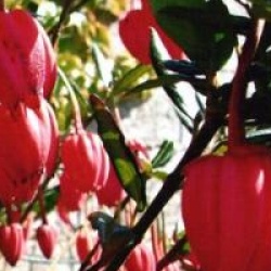 Crinodendron hookerianum