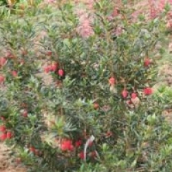 Crinodendron hookerianum