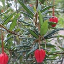 Crinodendron hookerianum