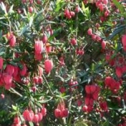 Crinodendron hookerianum