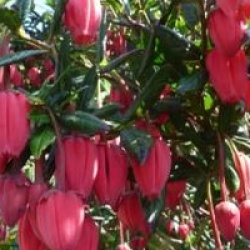 Crinodendron hookerianum
