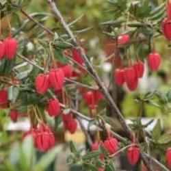 Crinodendron hookerianum