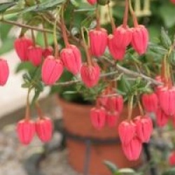 Crinodendron hookerianum