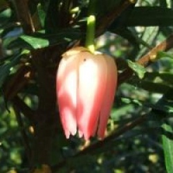 Crinodendron hookerianum 'Ada Hoffmann'