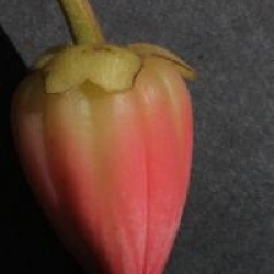 Crinodendron hookerianum 'Ada Hoffmann'