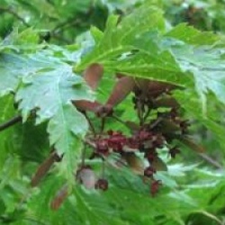 Acer japonicum 'Aconitifolium'