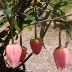 Crinodendron hookerianum 'Ada Hoffmann'