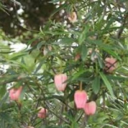 Crinodendron hookerianum 'Ada Hoffmann'