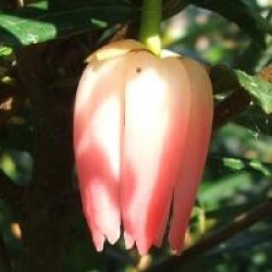 Crinodendron hookerianum 'Ada Hoffmann'
