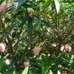 Crinodendron hookerianum 'Ada Hoffmann'