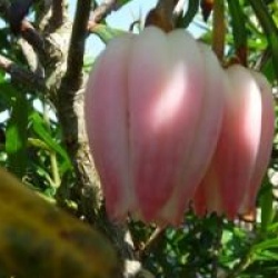 Crinodendron hookerianum 'Ada Hoffmann'