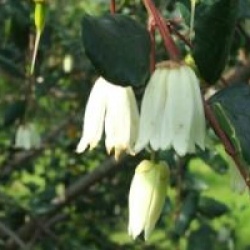 Crinodendron � fleurs blanches