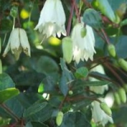 Crinodendron patagua 