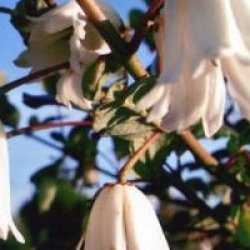 Crinodendron patagua 