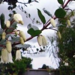 Crinodendron patagua 