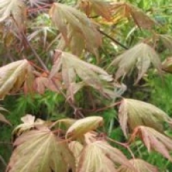 Acer palmatum 'Aka-shigitatsu-sawa' - �rable du Japon Aka-shigitatsu-sawa