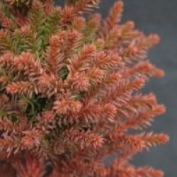Cryptomeria japonica 'Bandai-sugi' - Cryptomeria Bandai-sugi