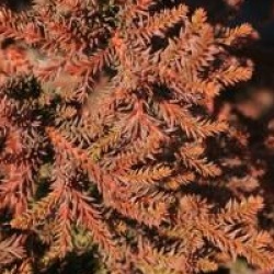 Cryptomeria japonica 'Bandai-sugi'