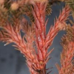 Cryptomeria japonica 'Bandai-sugi'