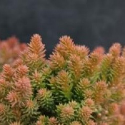 Cryptomeria japonica 'Bandai-sugi'