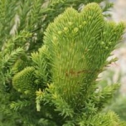 Cryptomeria japonica 'Cristata' - Cryptomeria cristata