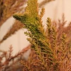 Cryptomeria japonica 'Cristata'