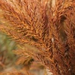 Cryptomeria japonica 'Cristata'