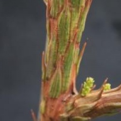 Cryptomeria japonica 'Cristata'