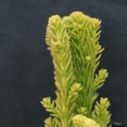 Cryptomeria japonica 'Cristata'