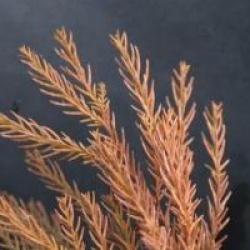 Cryptomeria japonica 'Cristata'