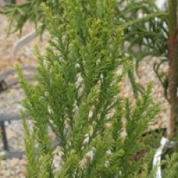 Cryptomeria japonica 'Cristata'