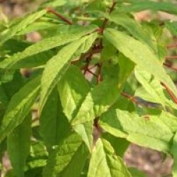 Acer mandschuricum - �rable de Mandchourie