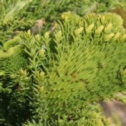 Cryptomeria japonica 'Cristata'