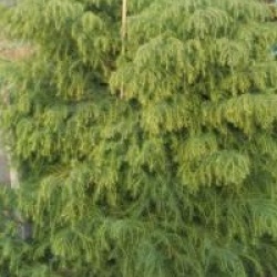 Cryptomeria Elegans Viridis
