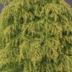 Cryptomeria japonica 'Elegans Viridis'