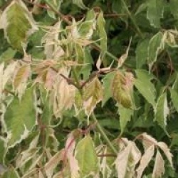 Acer negundo 'Flamingo'