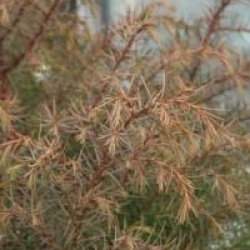 Cryptomeria japonica 'Elegans Viridis'